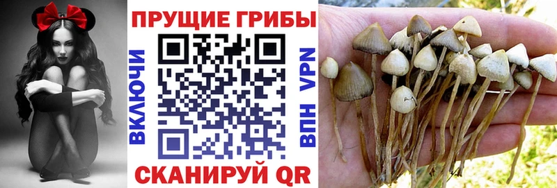 Купить закладки  Горно-Алтайск  Галлюциногенные грибы Cubensis 